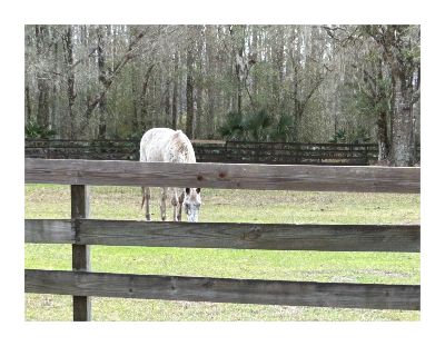 Pasco Trails Real Estate - Spring Hill, Florida