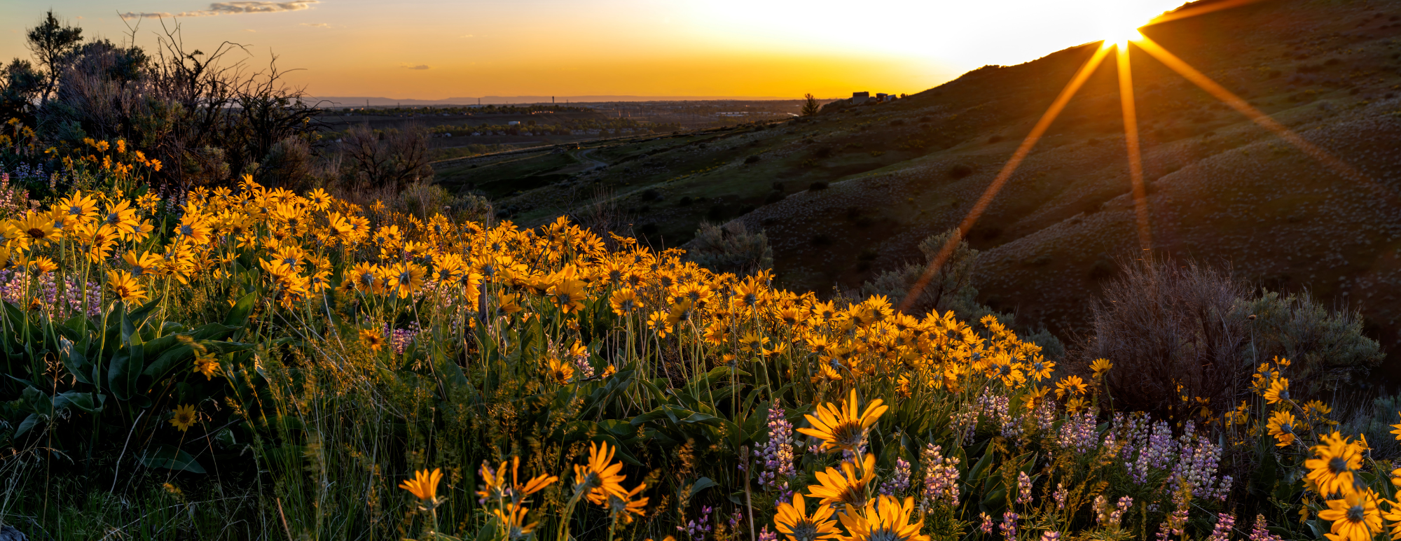 Foothills in spring.