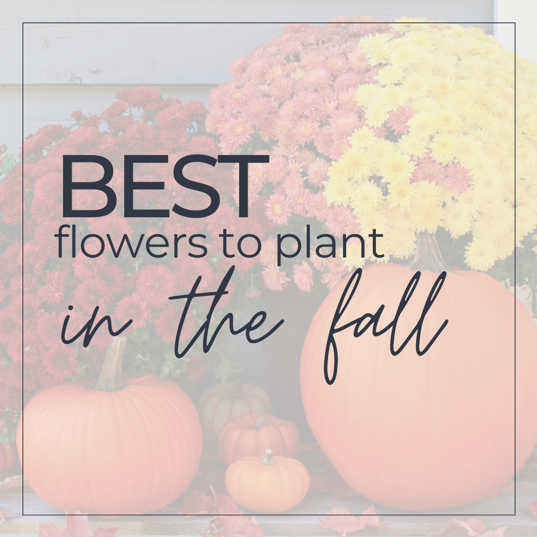 5 Flowers to Plant this Fall