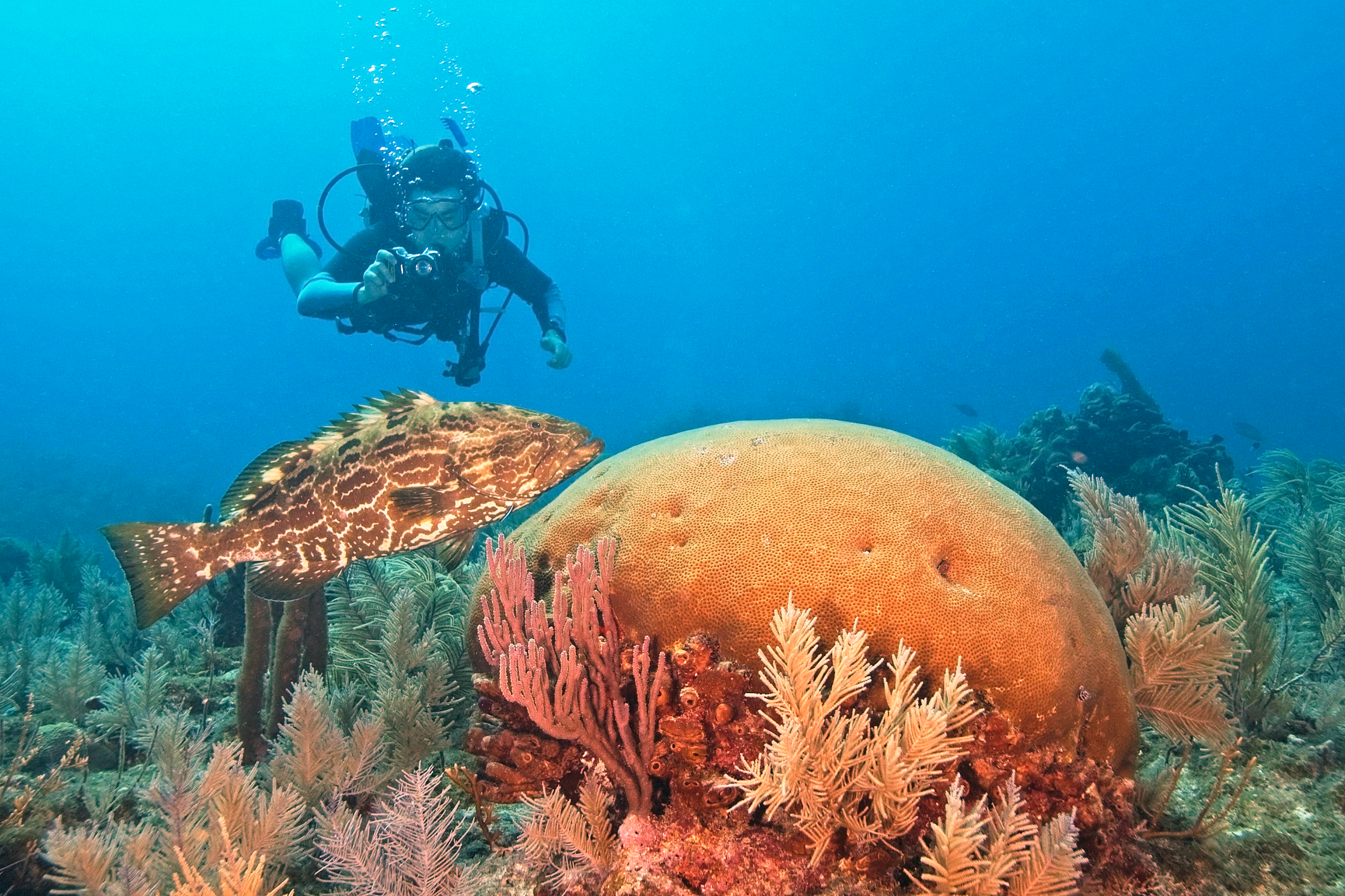 Scuba Diving