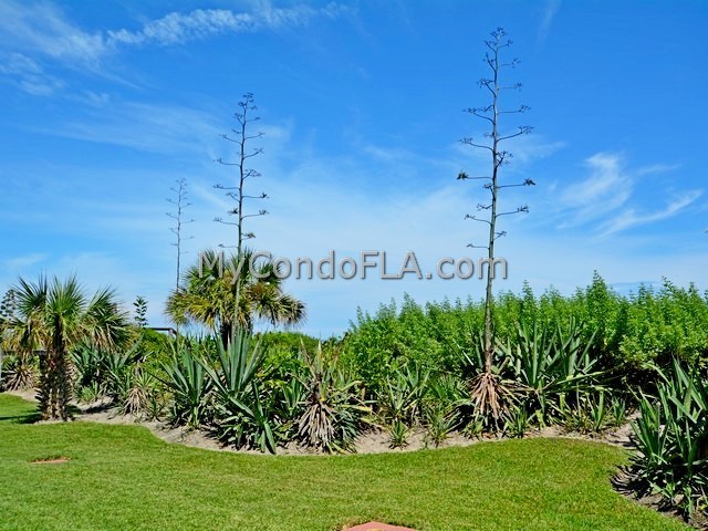 Oceanfront Condos Terry Palmiter RE/MAX