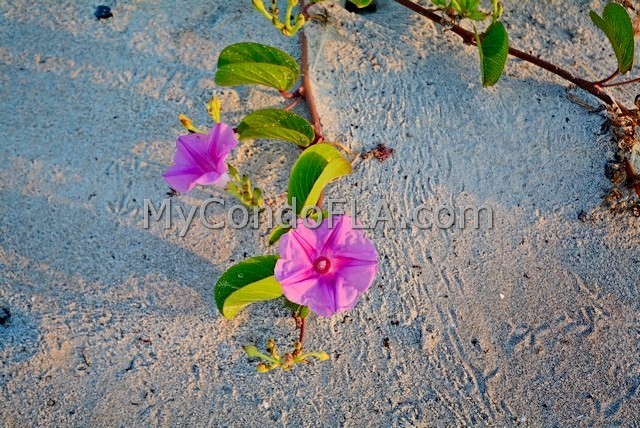 Oceanfront Condos Terry Palmiter RE/MAX