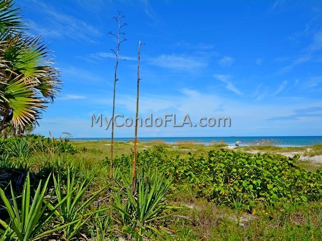 Oceanfront Condos Terry Palmiter RE/MAX