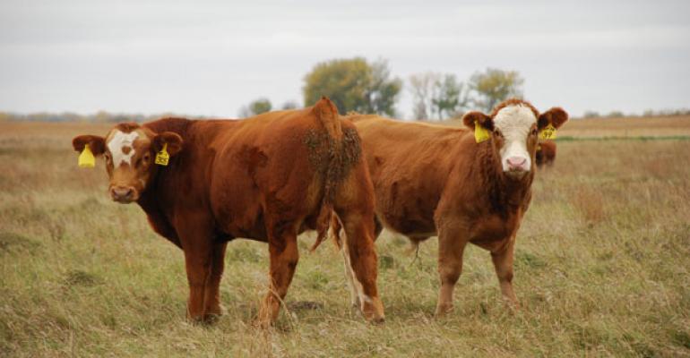 Castrating Bulls for Market | Texas Premier Ranch Realty | Texas Hill Country and South Texas Ranches for Sale