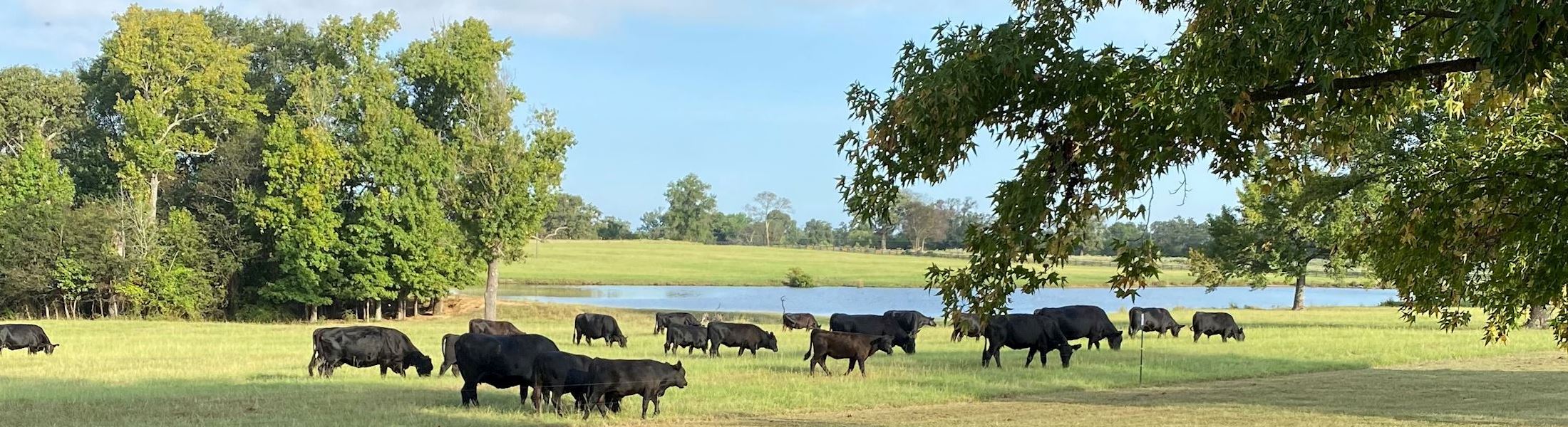 Texland NE Texas Land Home Search