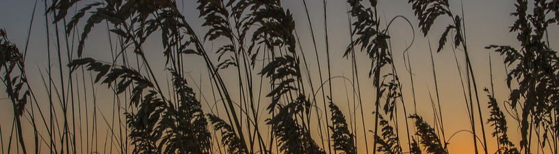sea oats