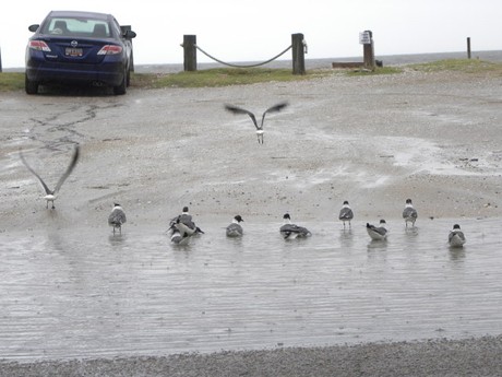 Edisto Birds