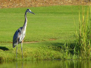 Edisto Birds