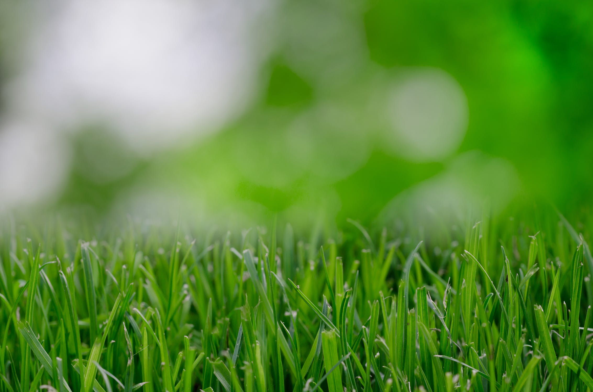 A closeup of blades of grass.