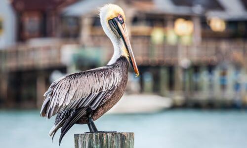 Madeira Beach Real Estate