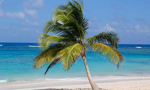 Palm Harbor Real Estate