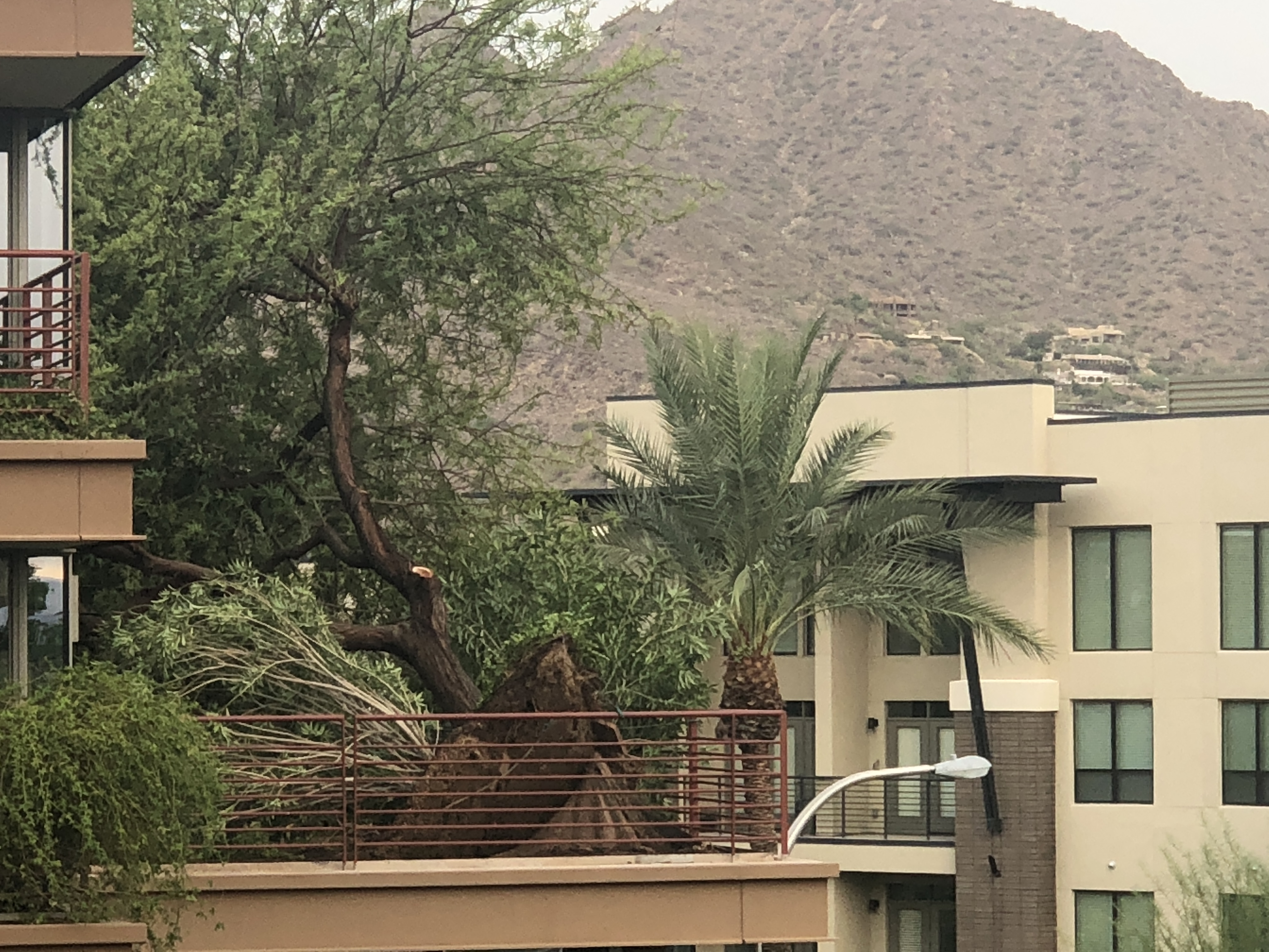 Optima Camelview 5th Floor Tree Uprooted