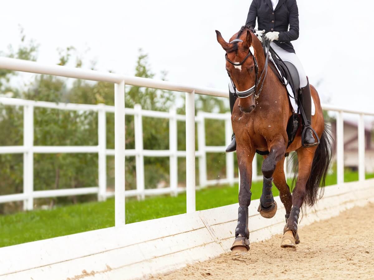 Dressage horse and rider in a competition arena
