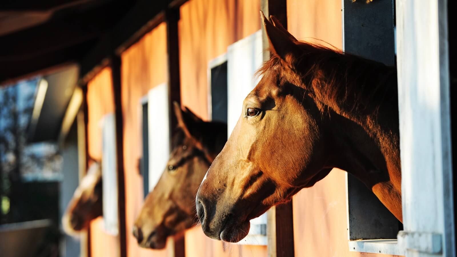 Horse barn and fenced paddock on a South Florida equestrian estate