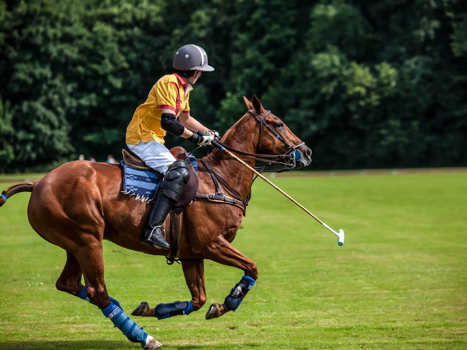 Polo players and horses in action during a match