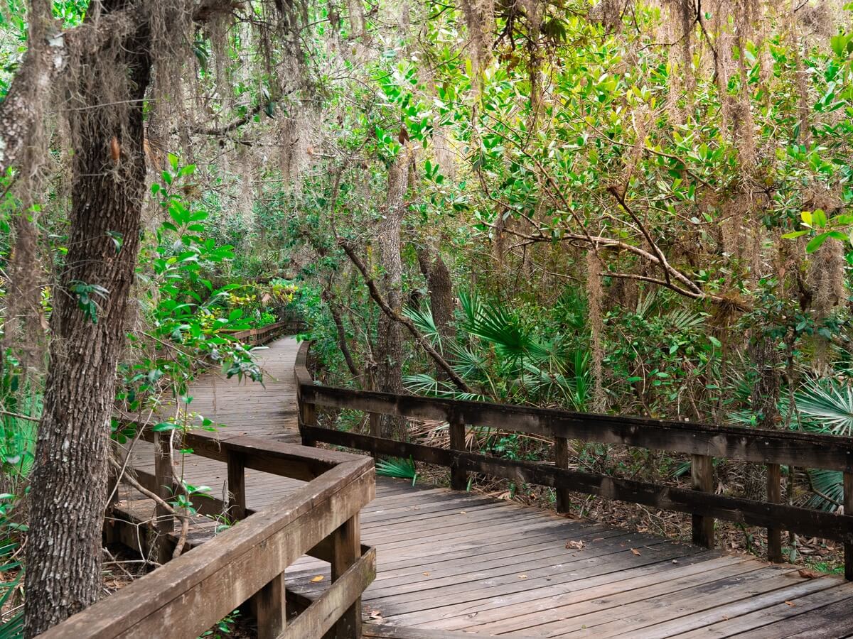 Boardwalk trail through a South Florida wetland preserve