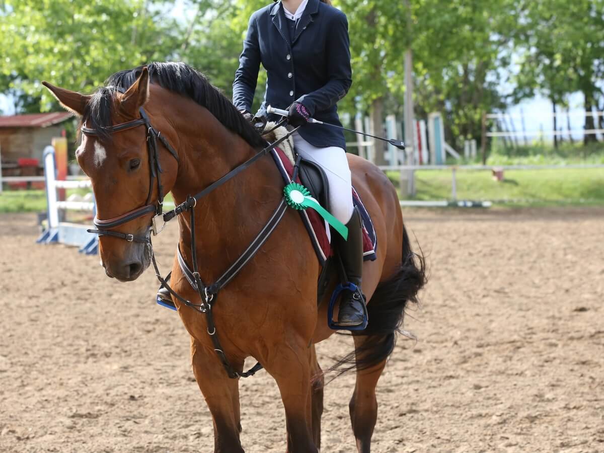 Show jumper clearing a fence at an equestrian competition
