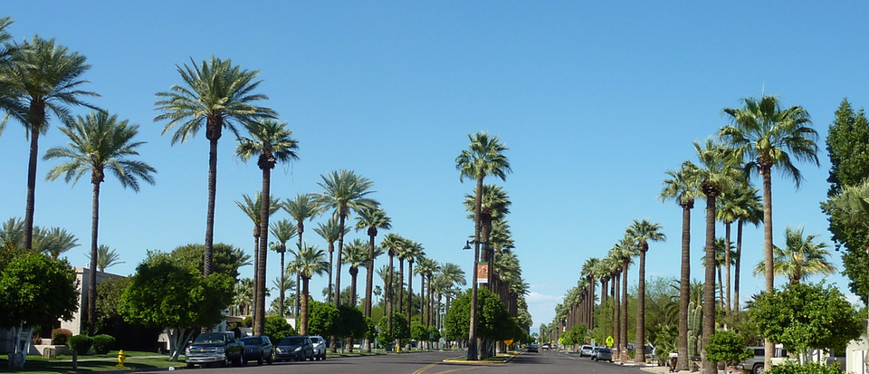 Palm-lined street in Litchfield Park, Arizona