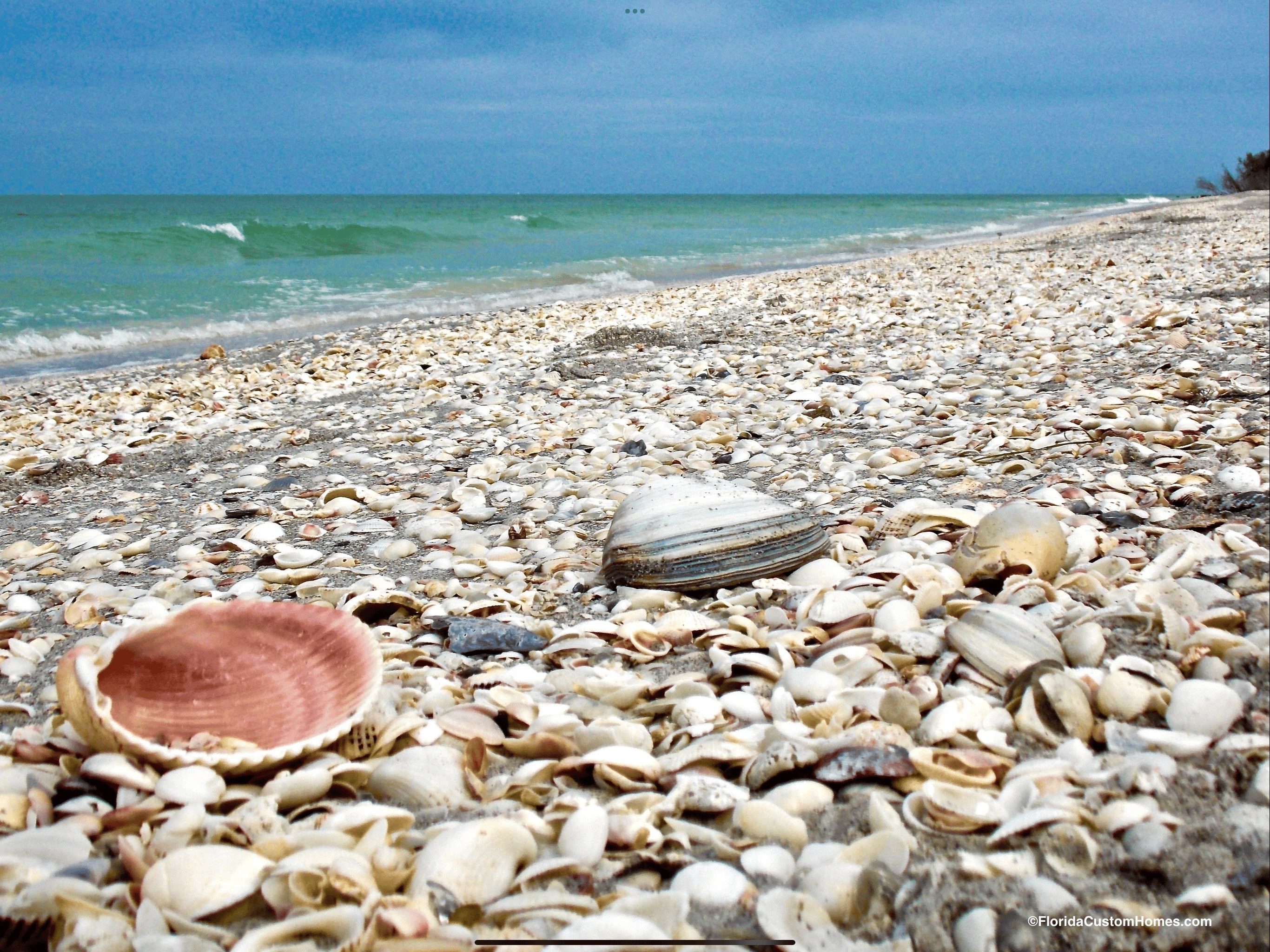 Sanibel Island Shells