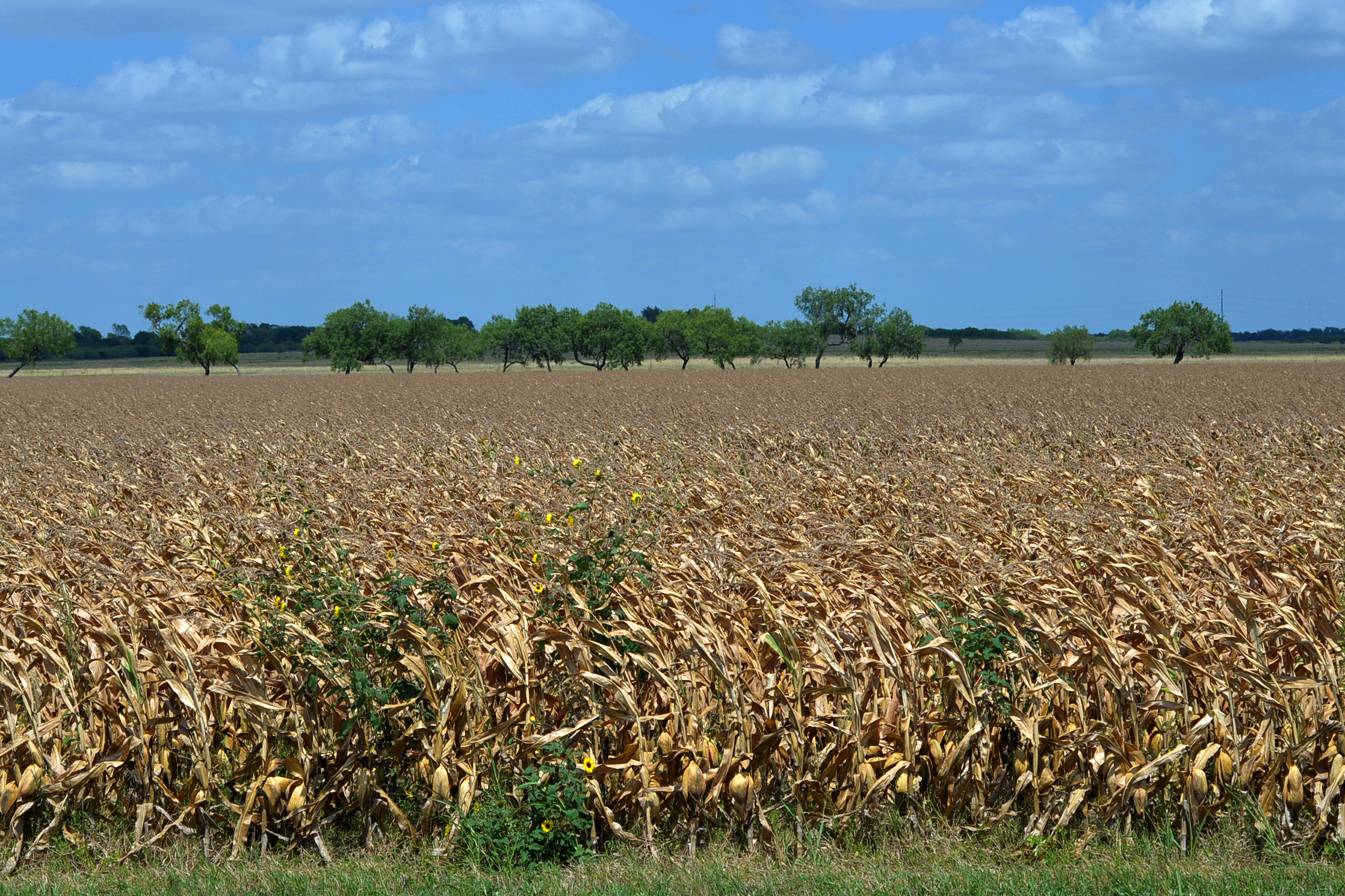 Farmland in the Blackland Prairie under a big Texas sky