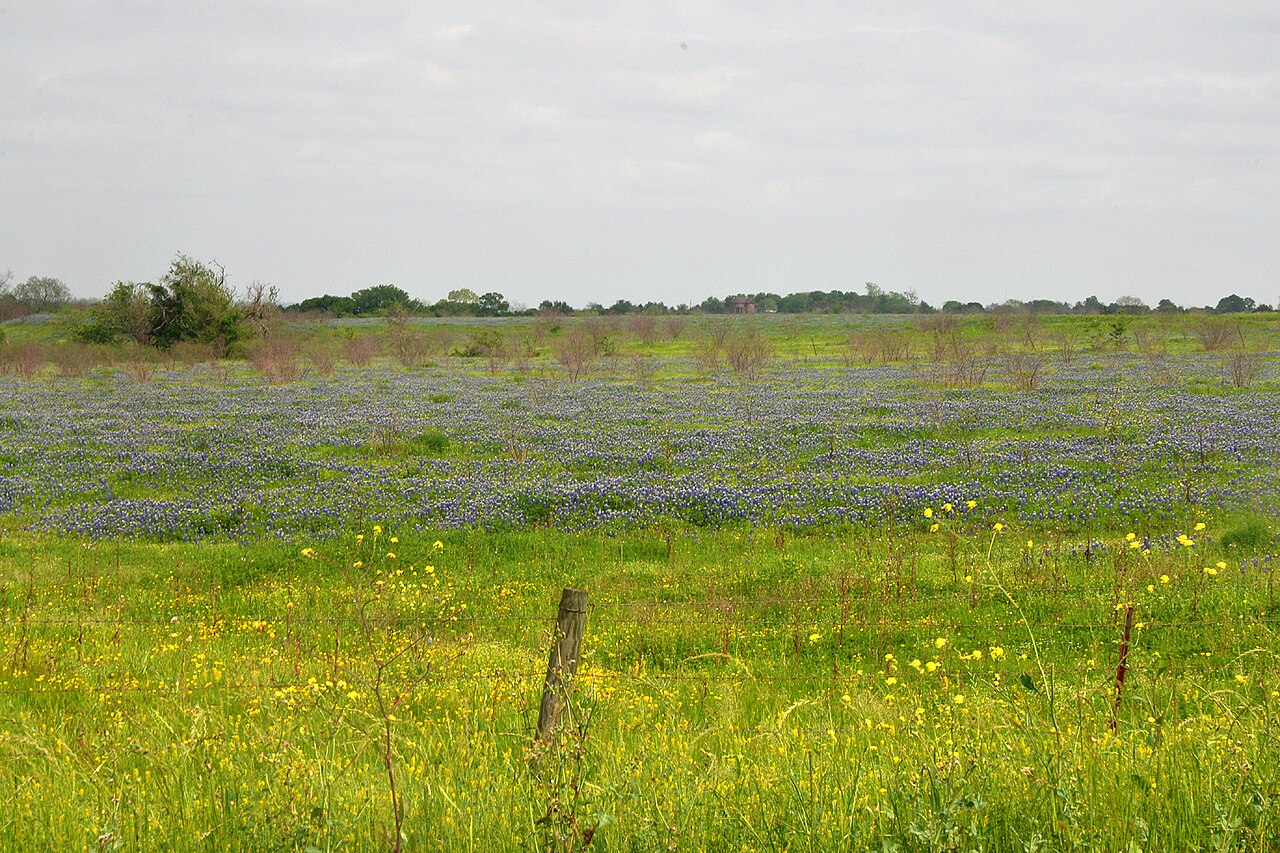 Blackland Prairie ranchland with bluebonnets