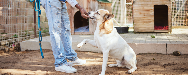 volunteer with pets