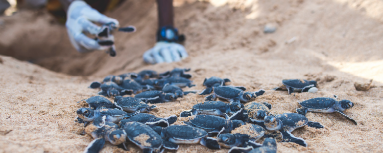 sea turtles