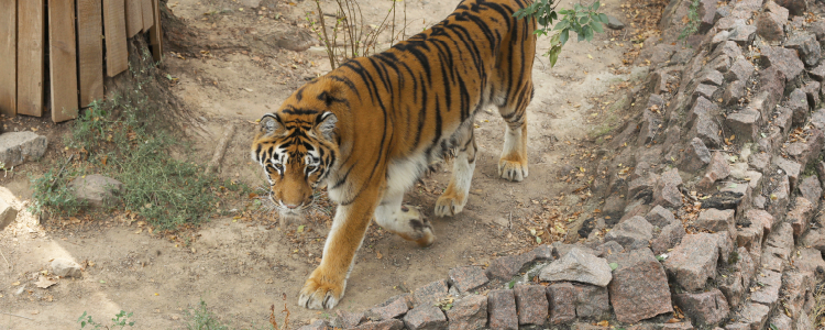 tiger at sanctuary