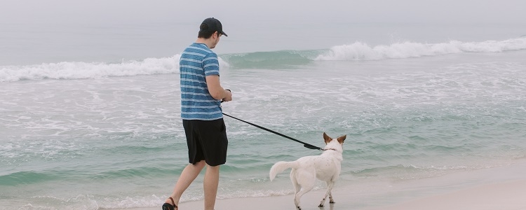 7 Dog-Friendly Beaches In Palm Beach County That Your Pup Will Love