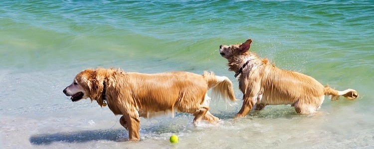 7 Dog-Friendly Beaches In Palm Beach County That Your Pup Will Love