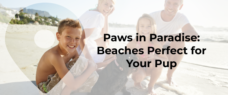 7 Dog-Friendly Beaches In Palm Beach County That Your Pup Will Love