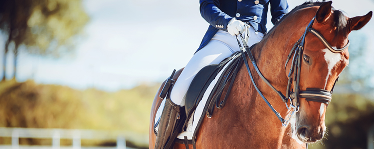 Wellington Equestrian Culture