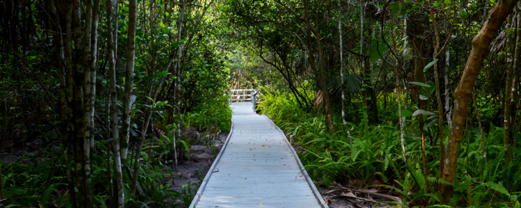 Enjoy The Boardwalk At Green Cay Nature Center & Wetlands In Palm Beach County