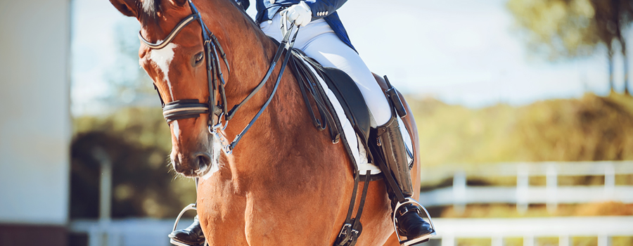 10 Reasons You Will Love Living In Wellington, Florida - Horse Show