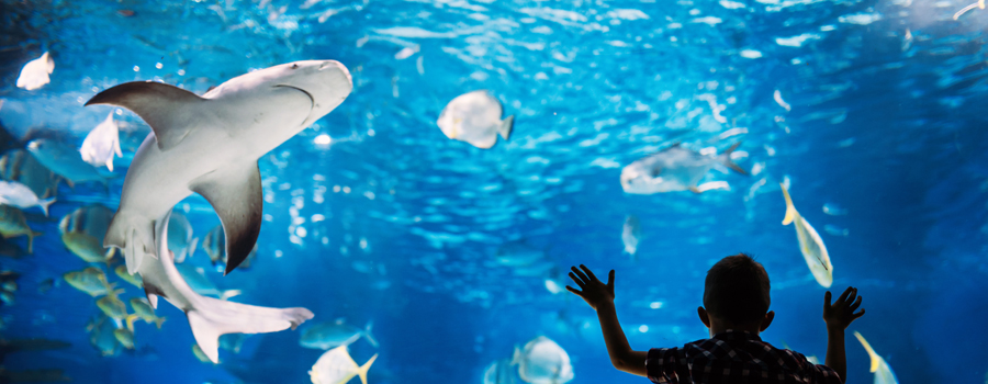 Learn Something New At The Cox Science Aquarium