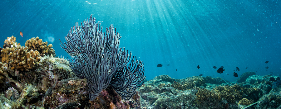 Get In The Water With Artificial Reefs