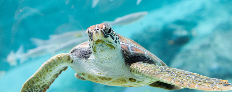 palm beach county turtle