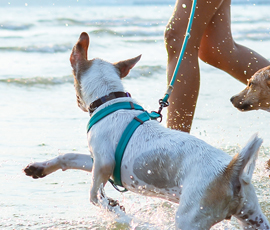8 Pet-Friendly Places To Take Your Pet In Palm Beach County