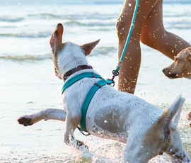 8 Pet-Friendly Places To Take Your Pet In Palm Beach County