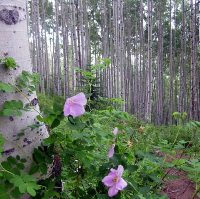 West Vail