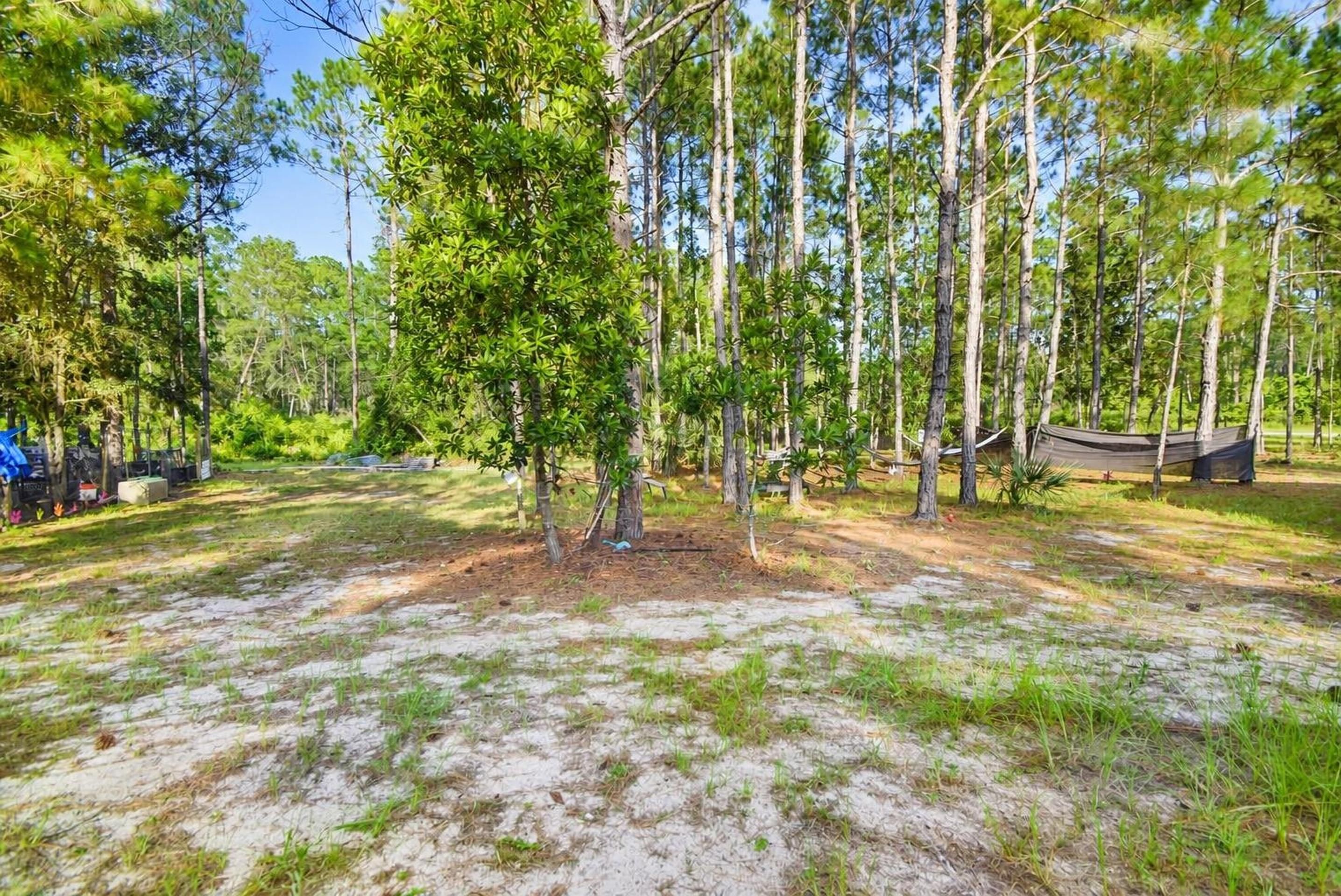 Wooded side yard