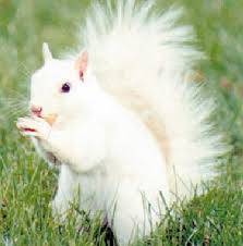 White Squirrel