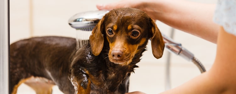 Dog washing station