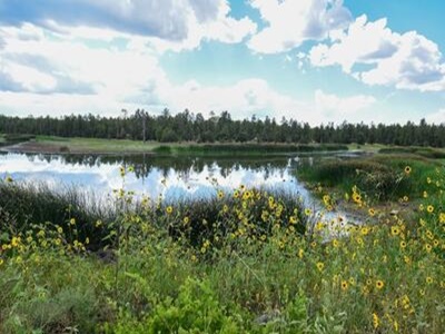 Woodland Lake Park walking trails and pine trees in Pinetop-Lakeside AZ