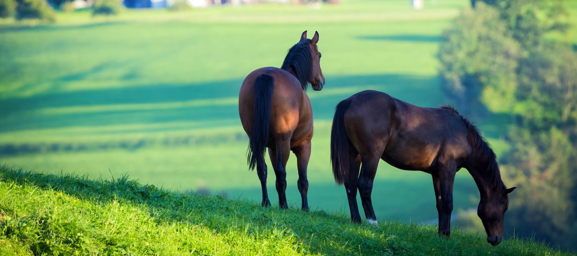 White Mountains AZ Horse Property for Sale in Show Low & Surrounding