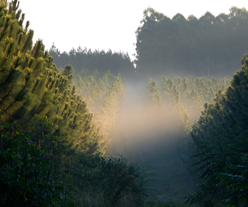 White Oak Properties