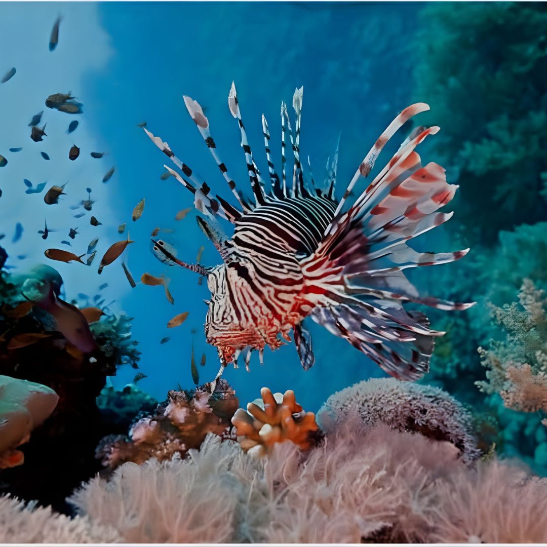 Lionfish invasion Palm Beach County reefs &mdash; marine conservation South Florida