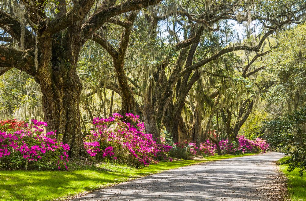 Wilmington NC azalea Airlie garden
