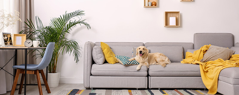 Hilton Head Pet Friendly Condos Real Estate