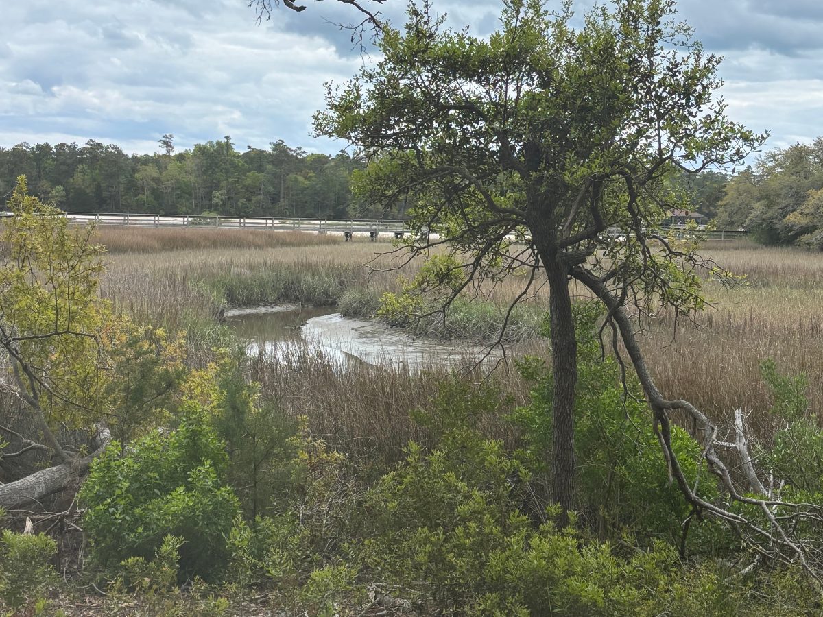 Tidal marsh creek and live oak on the Brunswick County NC coast